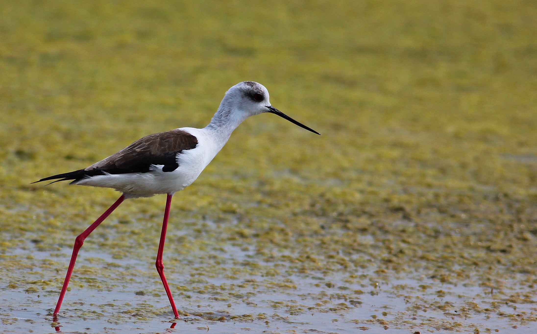 Black-winged Stilt